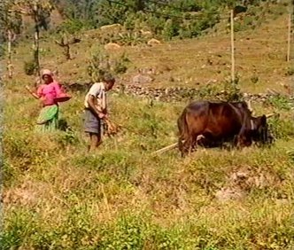 RURAL (7)  LEADOR BOSQUE